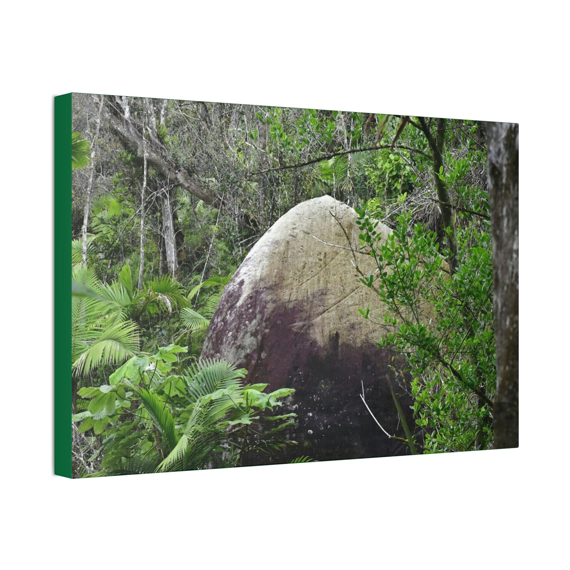 Canvas Stretched - Forest@Home - El Yunque - Hurricane Maria sandblasted this huge boulder in a river canyon - Tradewinds - Green Forest Home