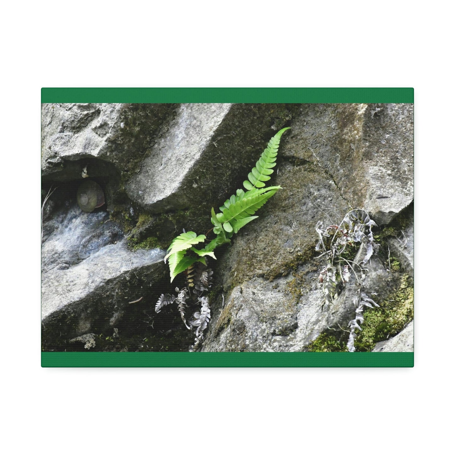 Canvas Stretched - Forest@Home - El Yunque National Forest - Recovering from Hurricane Maria - A humble fern grows on a boulder - Green Forest Home