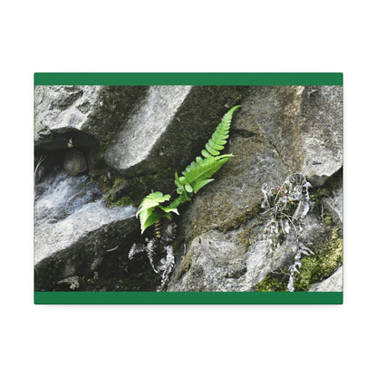 Canvas Stretched - Forest@Home - El Yunque National Forest - Recovering from Hurricane Maria - A humble fern grows on a boulder - Green Forest Home