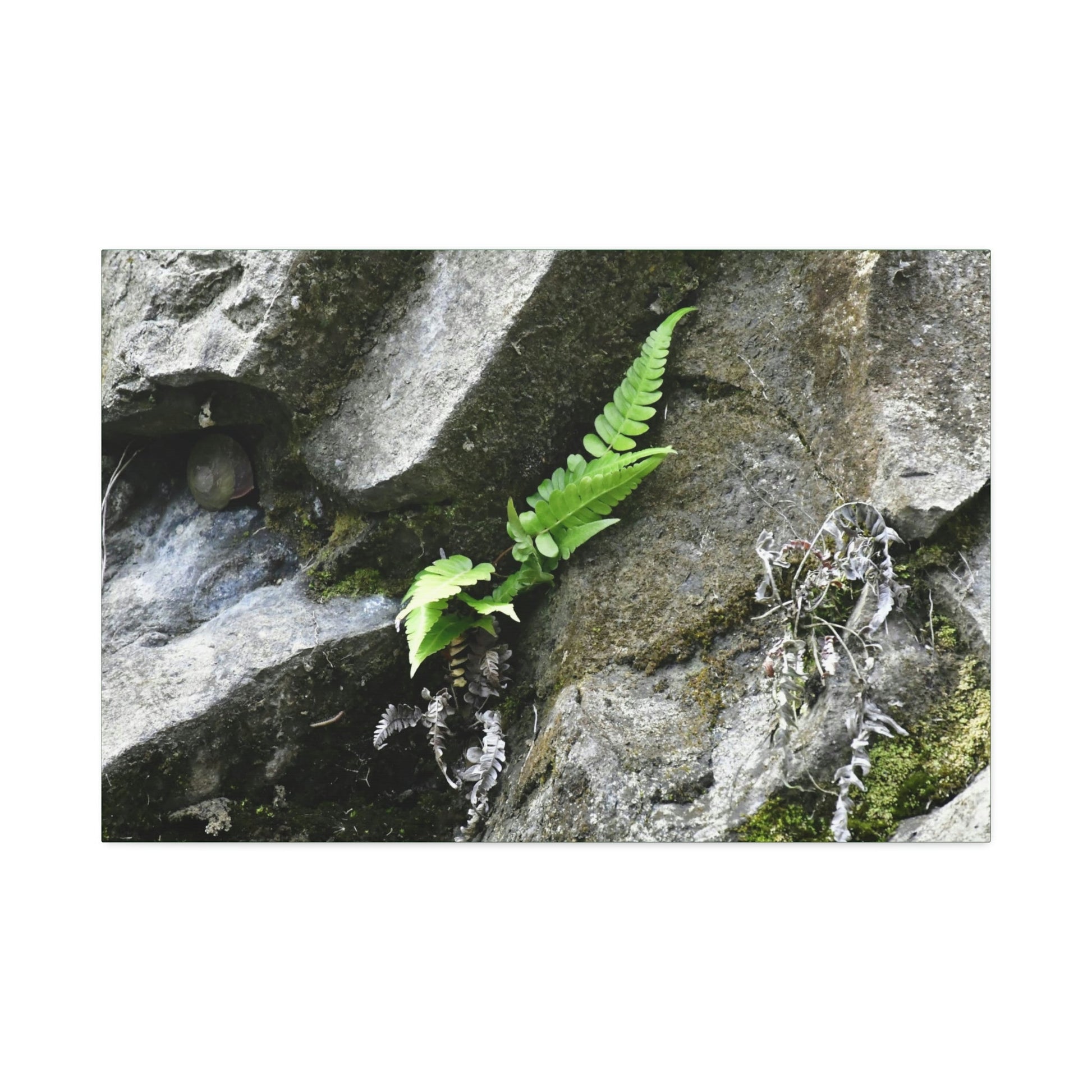 Canvas Stretched - Forest@Home - El Yunque National Forest - Recovering from Hurricane Maria - A humble fern grows on a boulder - Green Forest Home