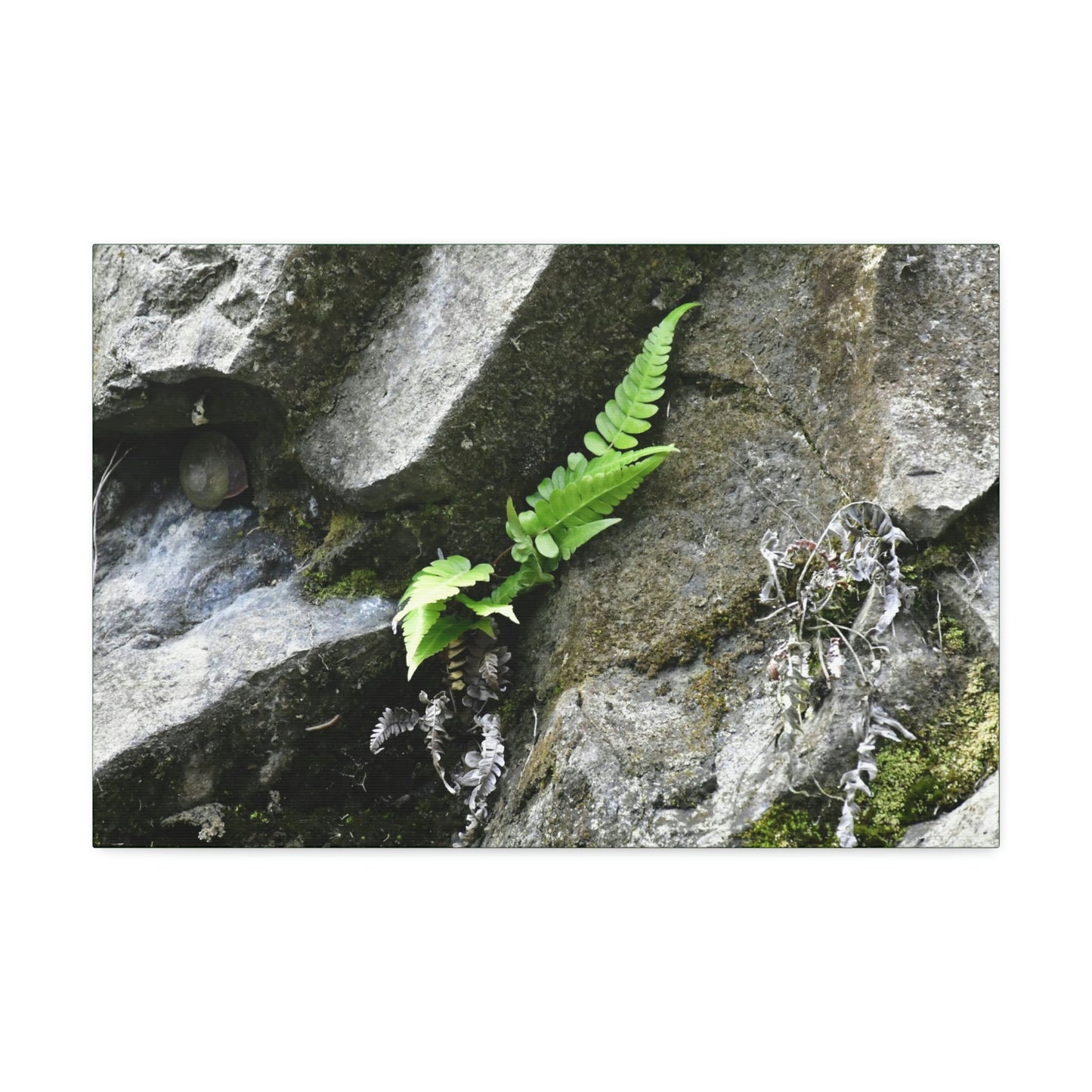 Canvas Stretched - Forest@Home - El Yunque National Forest - Recovering from Hurricane Maria - A humble fern grows on a boulder - Green Forest Home