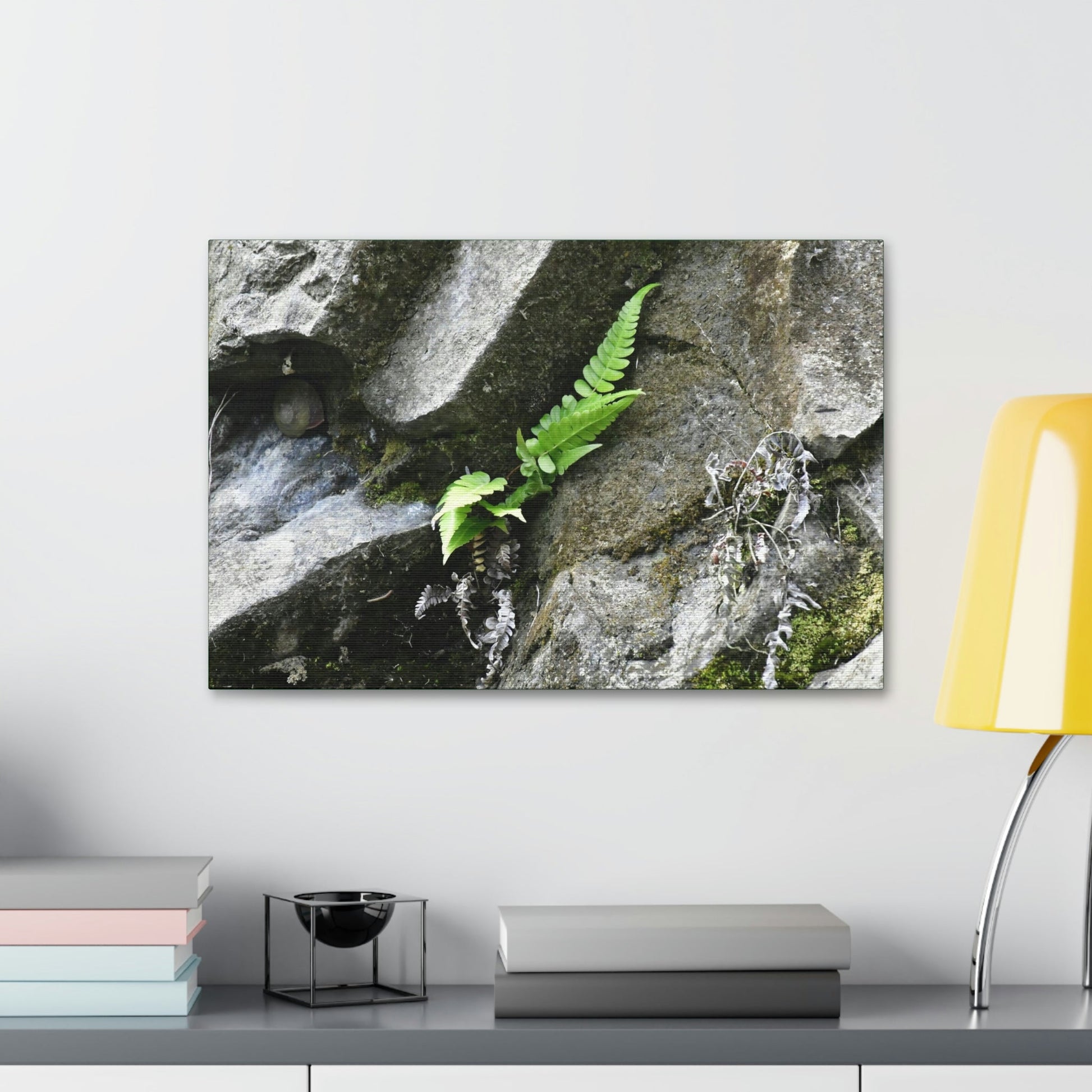 Canvas Stretched - Forest@Home - El Yunque National Forest - Recovering from Hurricane Maria - A humble fern grows on a boulder - Green Forest Home