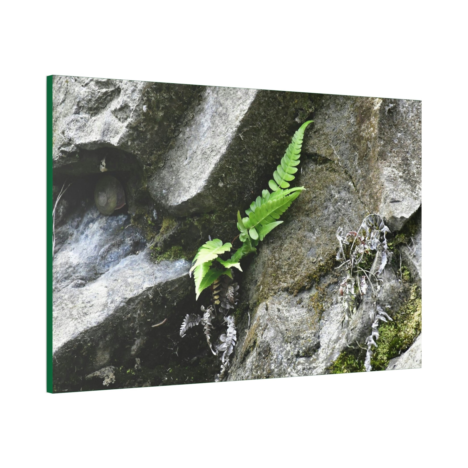 Canvas Stretched - Forest@Home - El Yunque National Forest - Recovering from Hurricane Maria - A humble fern grows on a boulder - Green Forest Home