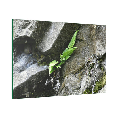 Canvas Stretched - Forest@Home - El Yunque National Forest - Recovering from Hurricane Maria - A humble fern grows on a boulder - Green Forest Home