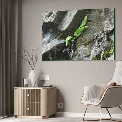 Canvas Stretched - Forest@Home - El Yunque National Forest - Recovering from Hurricane Maria - A humble fern grows on a boulder - Green Forest Home