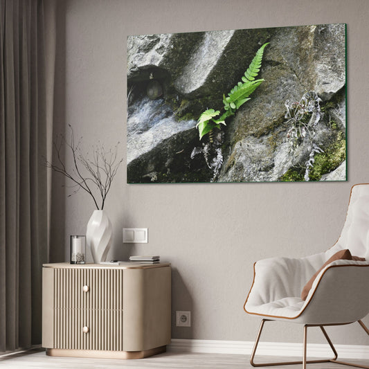 Canvas Stretched - Forest@Home - El Yunque National Forest - Recovering from Hurricane Maria - A humble fern grows on a boulder - Green Forest Home