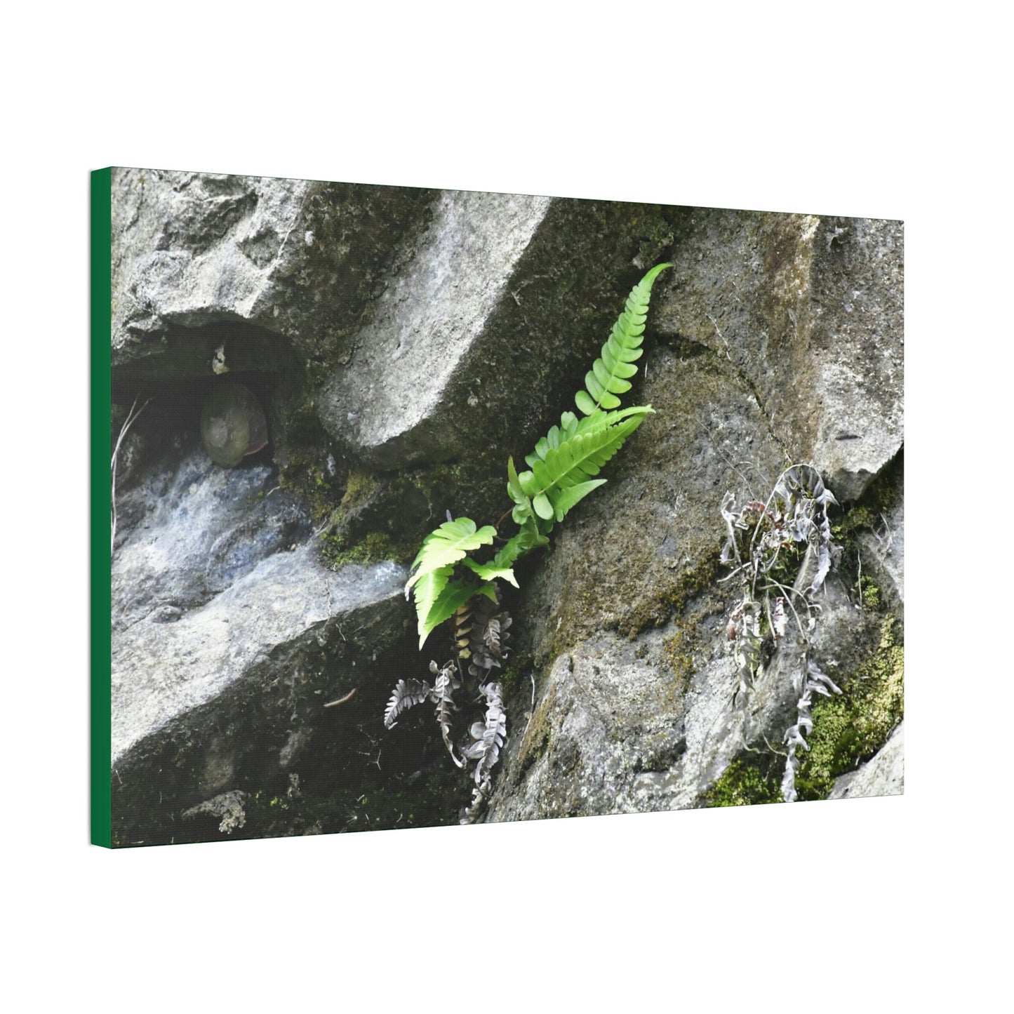 Canvas Stretched - Forest@Home - El Yunque National Forest - Recovering from Hurricane Maria - A humble fern grows on a boulder - Green Forest Home