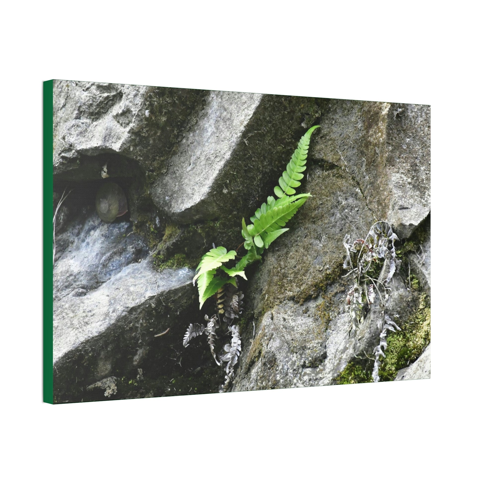 Canvas Stretched - Forest@Home - El Yunque National Forest - Recovering from Hurricane Maria - A humble fern grows on a boulder - Green Forest Home