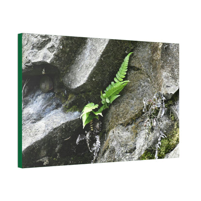 Canvas Stretched - Forest@Home - El Yunque National Forest - Recovering from Hurricane Maria - A humble fern grows on a boulder - Green Forest Home