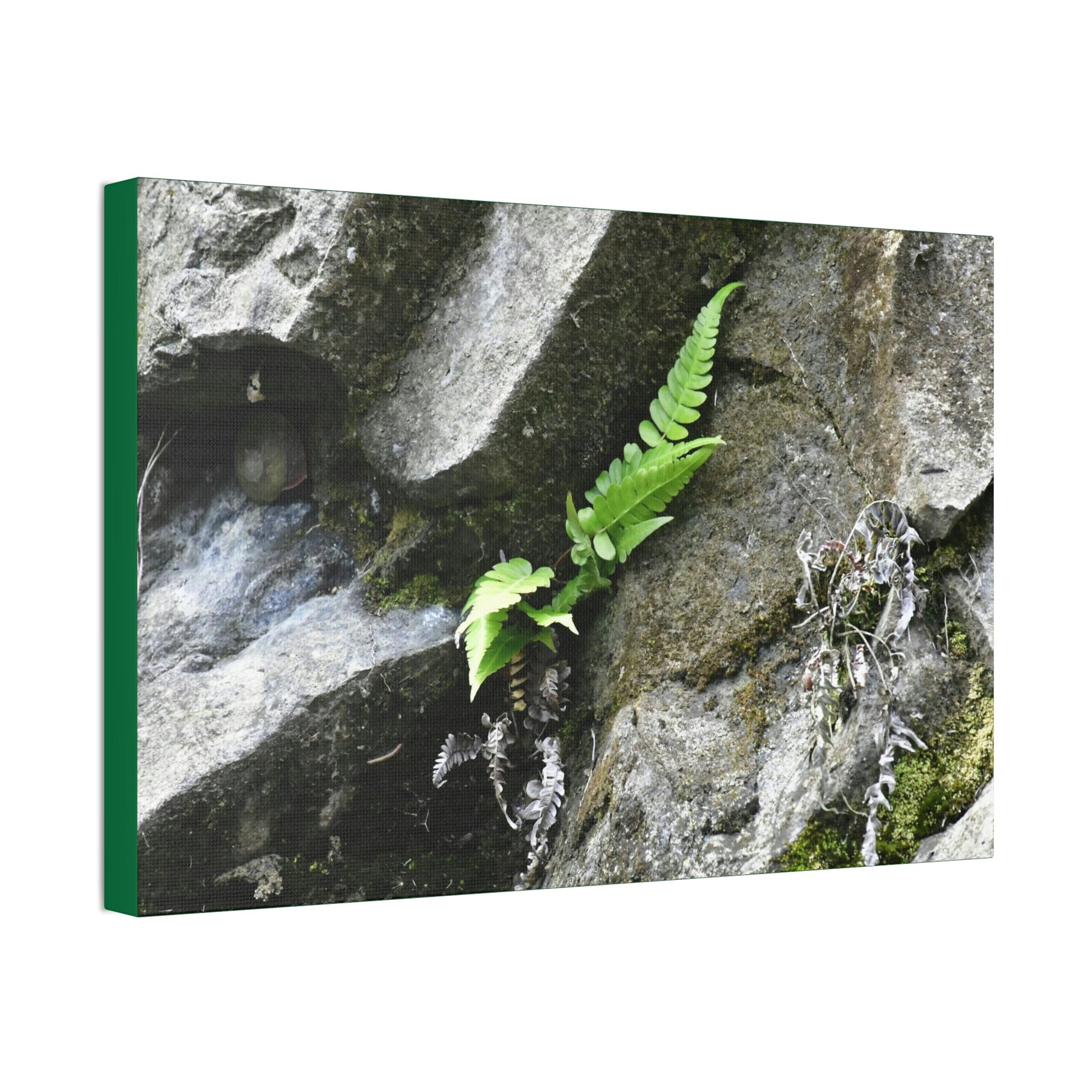 Canvas Stretched - Forest@Home - El Yunque National Forest - Recovering from Hurricane Maria - A humble fern grows on a boulder - Green Forest Home