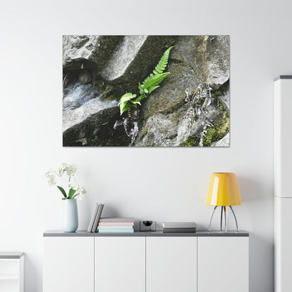 Canvas Stretched - Forest@Home - El Yunque National Forest - Recovering from Hurricane Maria - A humble fern grows on a boulder - Green Forest Home