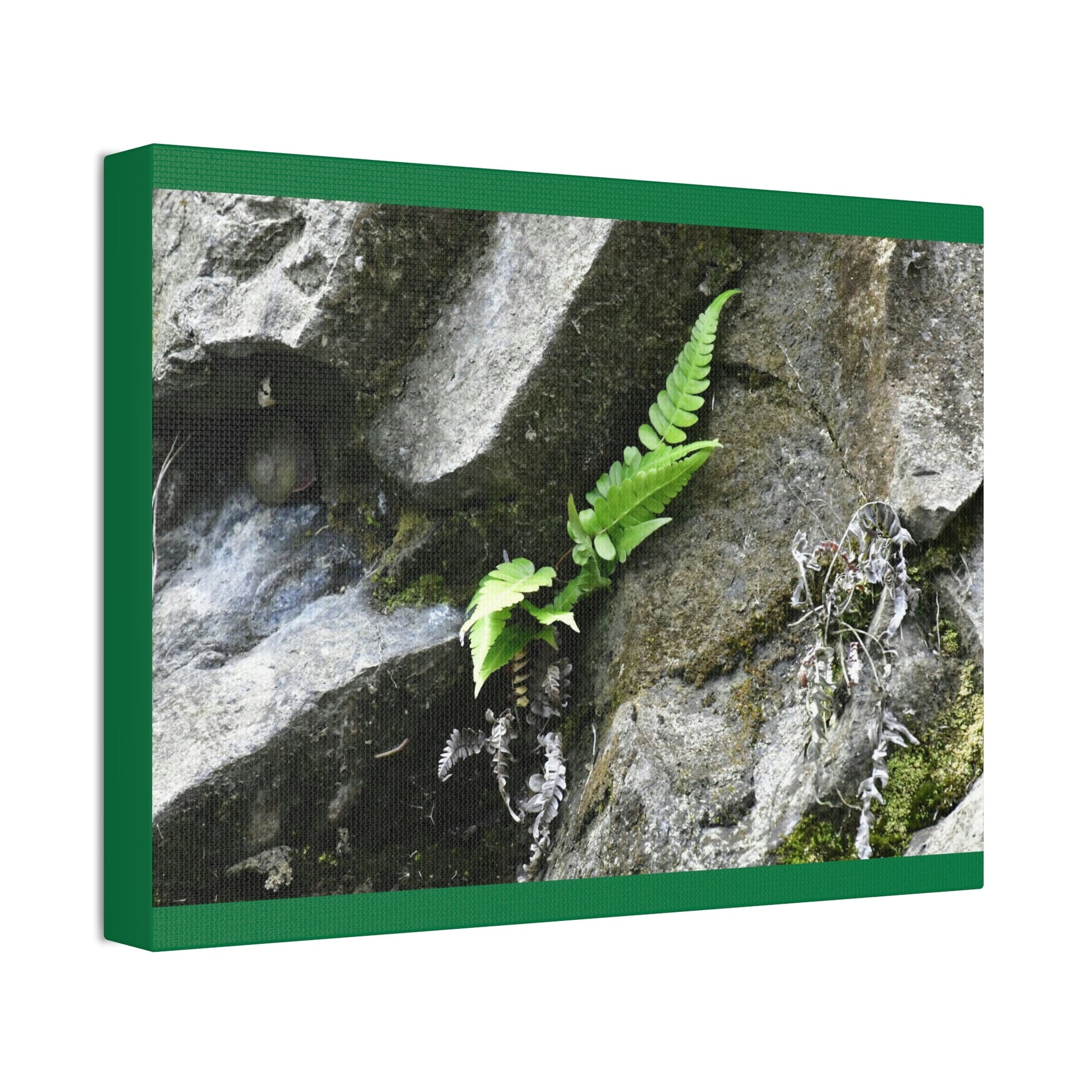 Canvas Stretched - Forest@Home - El Yunque National Forest - Recovering from Hurricane Maria - A humble fern grows on a boulder - Green Forest Home