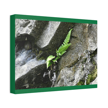 Canvas Stretched - Forest@Home - El Yunque National Forest - Recovering from Hurricane Maria - A humble fern grows on a boulder - Green Forest Home