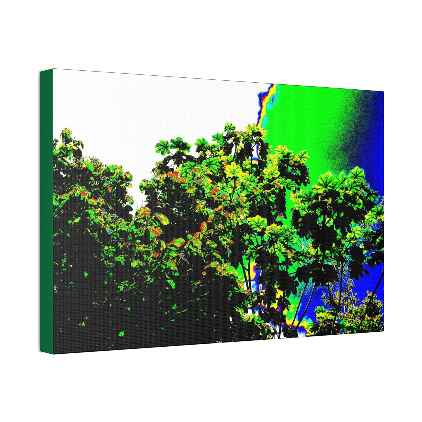 Canvas Stretched - Forest@Home - El Yunque National Forest - Recovering from Hurricane Maria - a Yagrumo tree grows after the storm - Green Forest Home