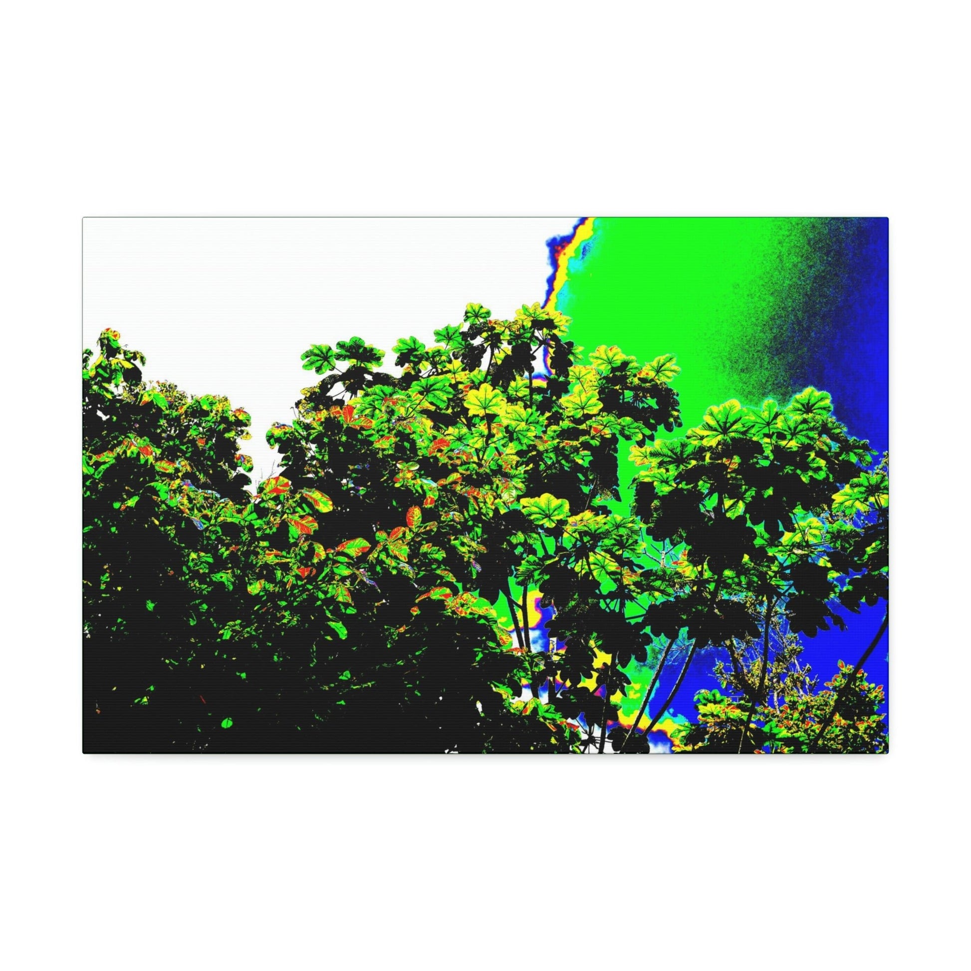 Canvas Stretched - Forest@Home - El Yunque National Forest - Recovering from Hurricane Maria - a Yagrumo tree grows after the storm - Green Forest Home