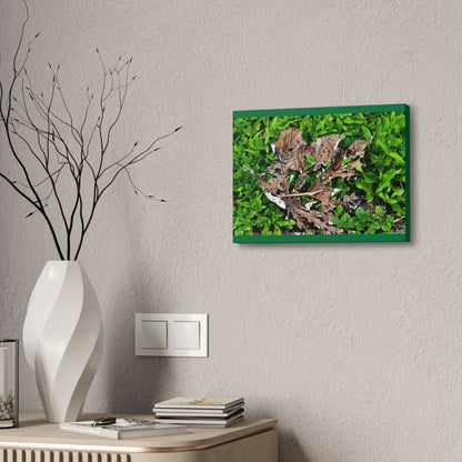 Canvas Stretched - Forest@Home - El Yunque National Forest - Recovering from Hurricane Maria - Decaying Yagrumo tree in foliage - Green Forest Home