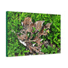 Canvas Stretched - Forest@Home - El Yunque National Forest - Recovering from Hurricane Maria - Decaying Yagrumo tree in foliage - Green Forest Home
