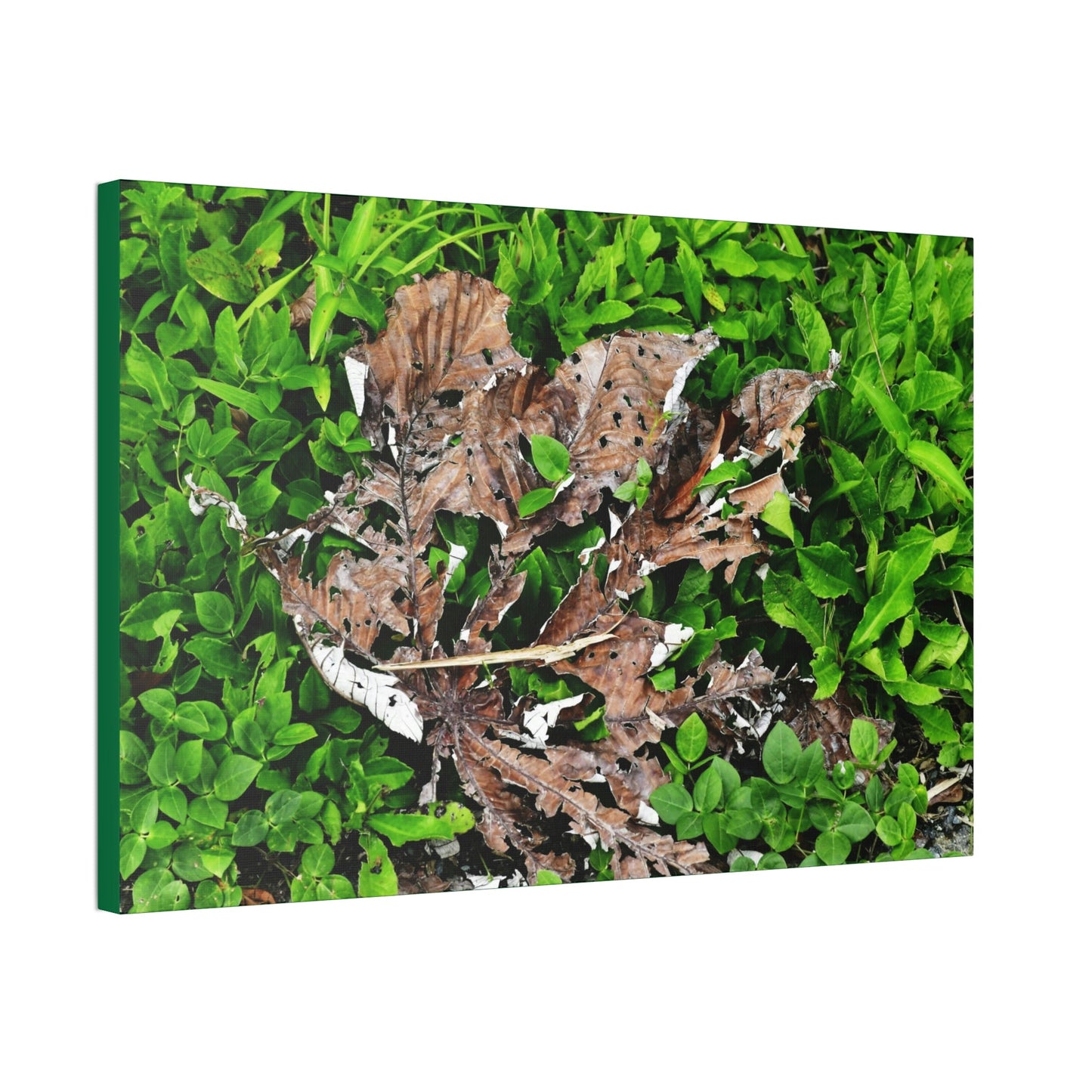 Canvas Stretched - Forest@Home - El Yunque National Forest - Recovering from Hurricane Maria - Decaying Yagrumo tree in foliage - Green Forest Home