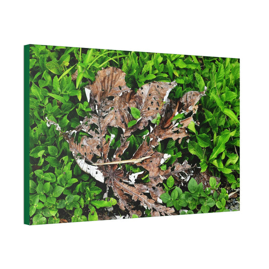 Canvas Stretched - Forest@Home - El Yunque National Forest - Recovering from Hurricane Maria - Decaying Yagrumo tree in foliage - Green Forest Home
