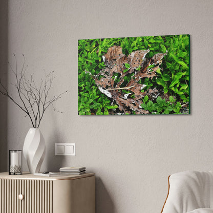 Canvas Stretched - Forest@Home - El Yunque National Forest - Recovering from Hurricane Maria - Decaying Yagrumo tree in foliage - Green Forest Home