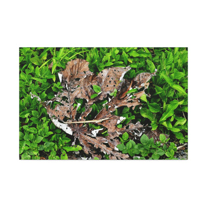 Canvas Stretched - Forest@Home - El Yunque National Forest - Recovering from Hurricane Maria - Decaying Yagrumo tree in foliage - Green Forest Home
