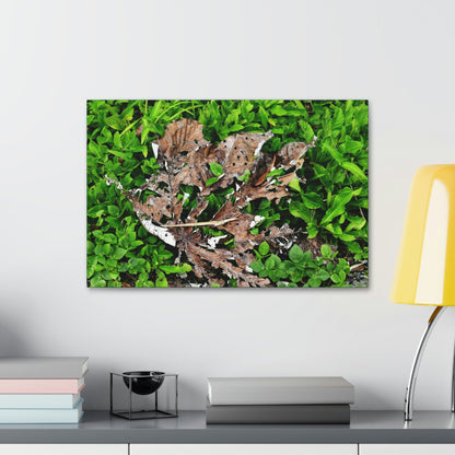 Canvas Stretched - Forest@Home - El Yunque National Forest - Recovering from Hurricane Maria - Decaying Yagrumo tree in foliage - Green Forest Home