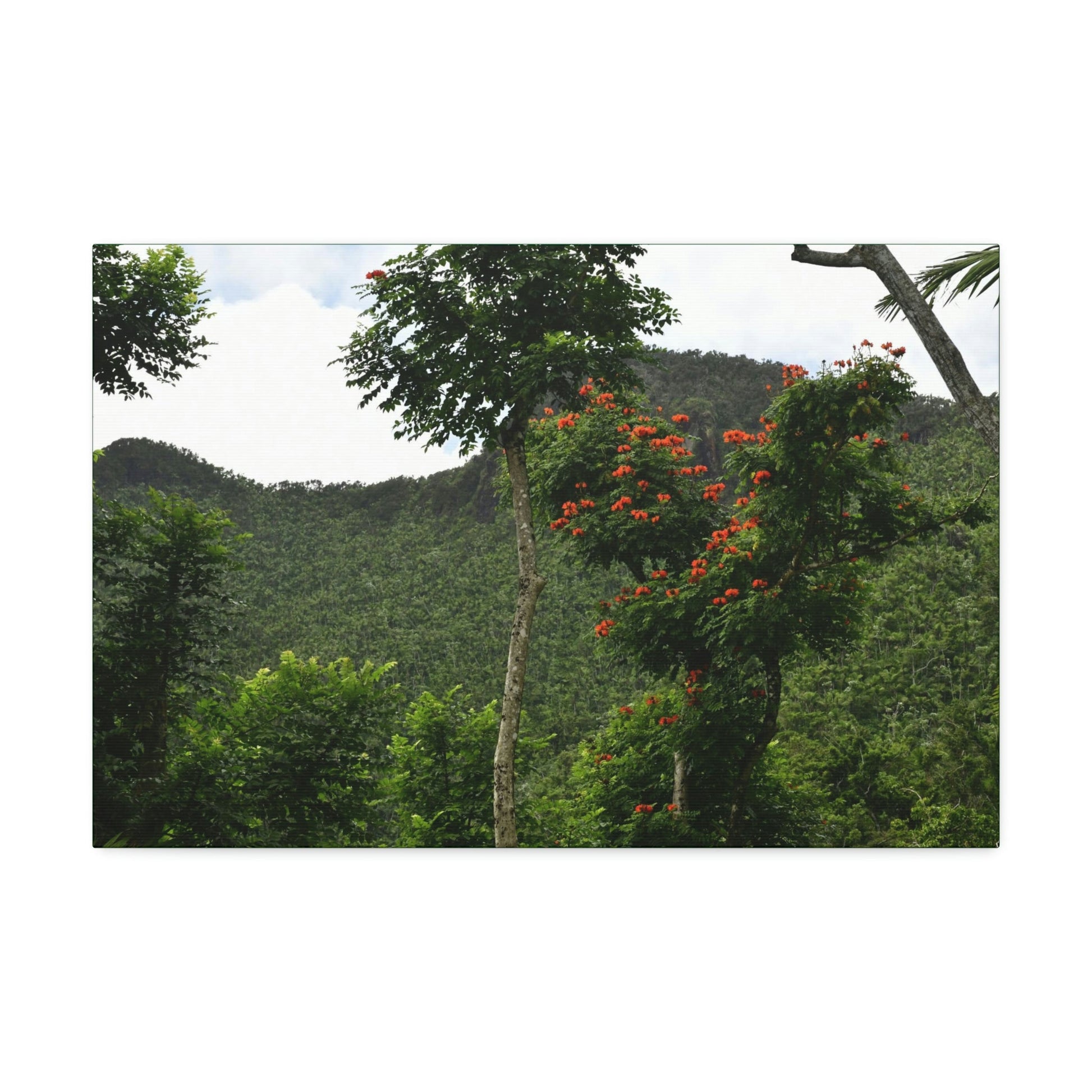 Canvas Stretched - Forest@Home - El Yunque National Forest - Recovering from Hurricane Maria - Mountains view and meaito red flowers - Green Forest Home