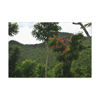 Canvas Stretched - Forest@Home - El Yunque National Forest - Recovering from Hurricane Maria - Mountains view and meaito red flowers - Green Forest Home