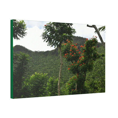 Canvas Stretched - Forest@Home - El Yunque National Forest - Recovering from Hurricane Maria - Mountains view and meaito red flowers - Green Forest Home