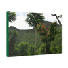 Canvas Stretched - Forest@Home - El Yunque National Forest - Recovering from Hurricane Maria - Mountains view and meaito red flowers - Green Forest Home