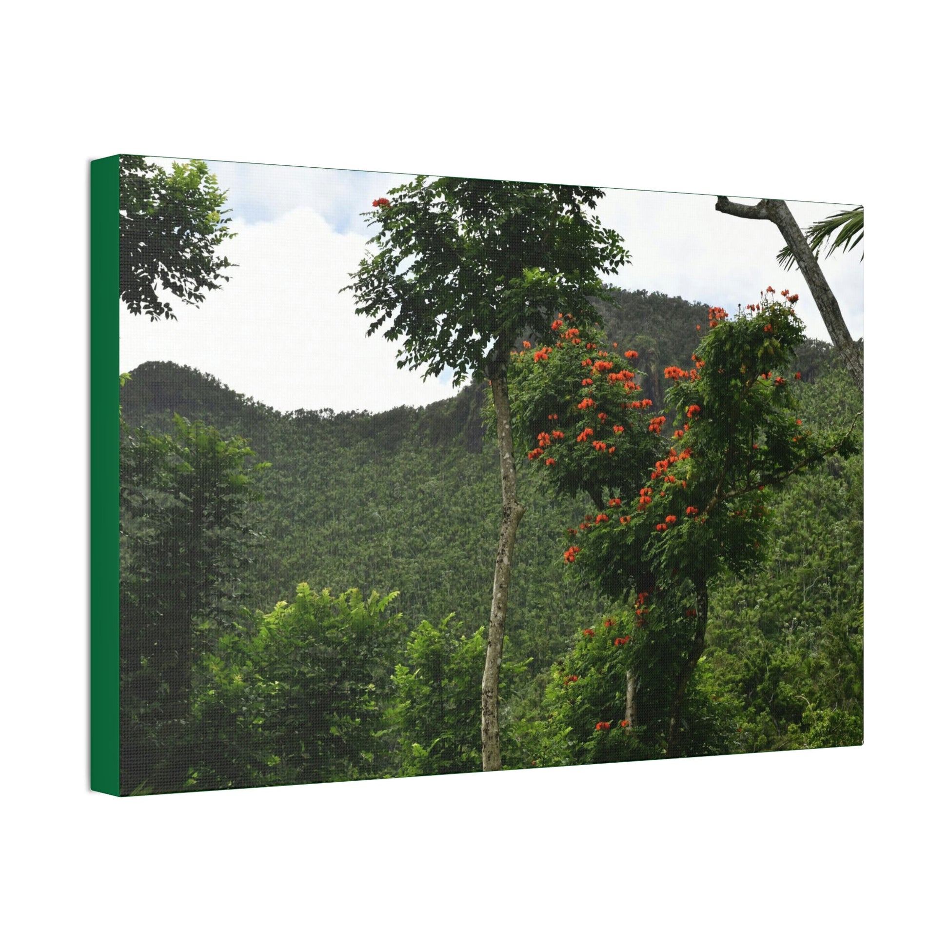 Canvas Stretched - Forest@Home - El Yunque National Forest - Recovering from Hurricane Maria - Mountains view and meaito red flowers - Green Forest Home