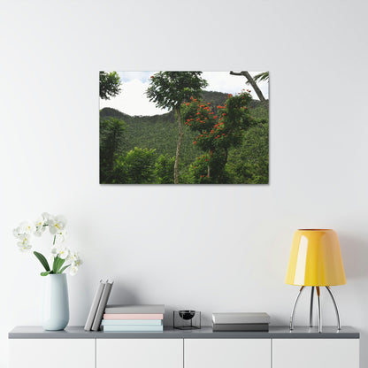 Canvas Stretched - Forest@Home - El Yunque National Forest - Recovering from Hurricane Maria - Mountains view and meaito red flowers - Green Forest Home