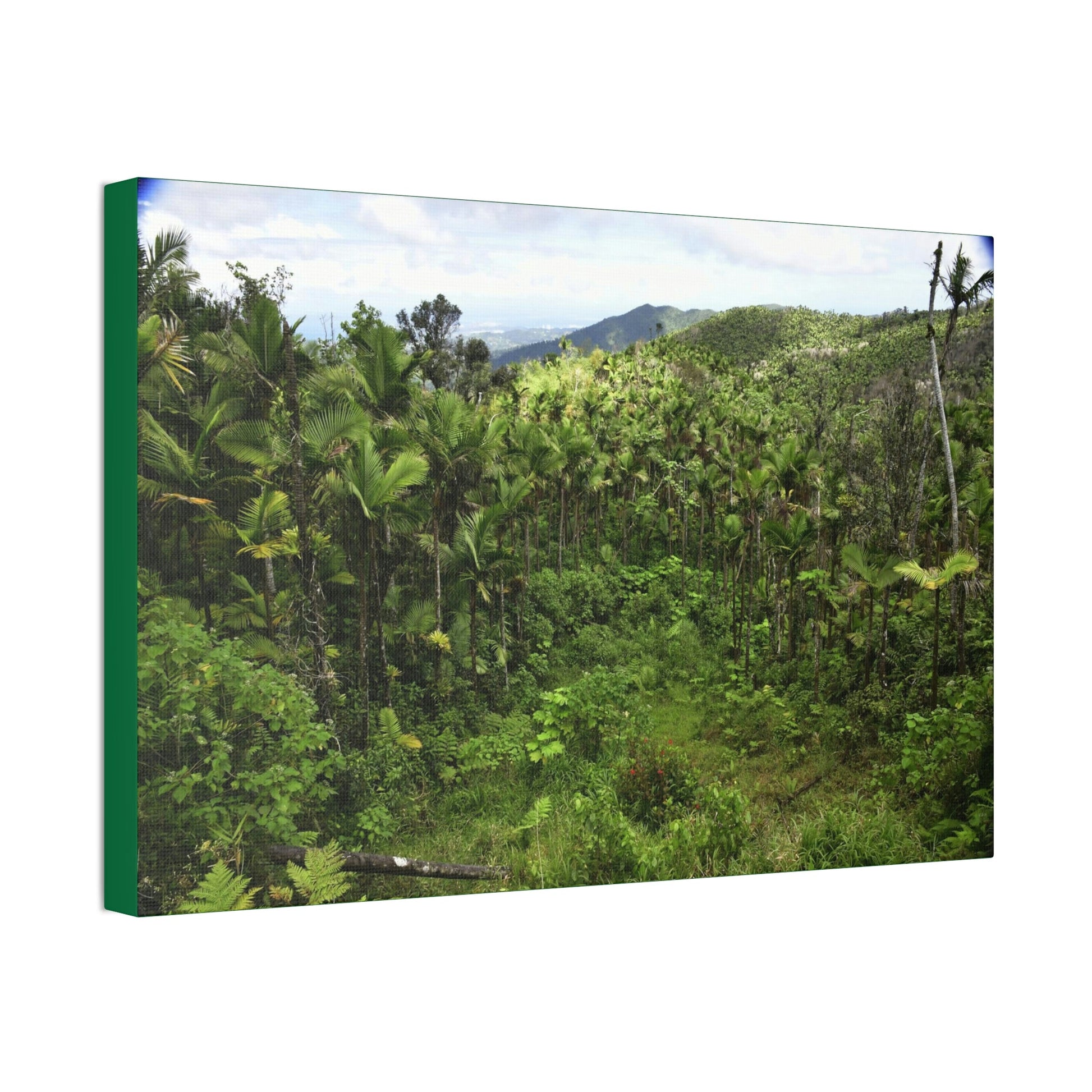 Canvas Stretched - Forest@Home - El Yunque National Forest - Recovering from Hurricane Maria - Old landslide next to side road - Green Forest Home