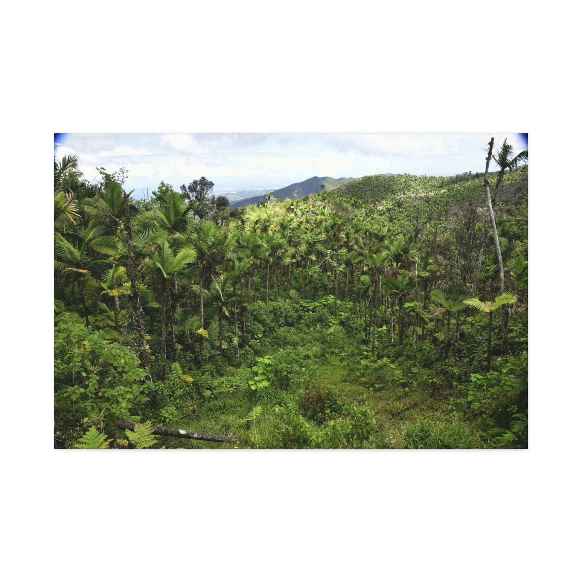 Canvas Stretched - Forest@Home - El Yunque National Forest - Recovering from Hurricane Maria - Old landslide next to side road - Green Forest Home