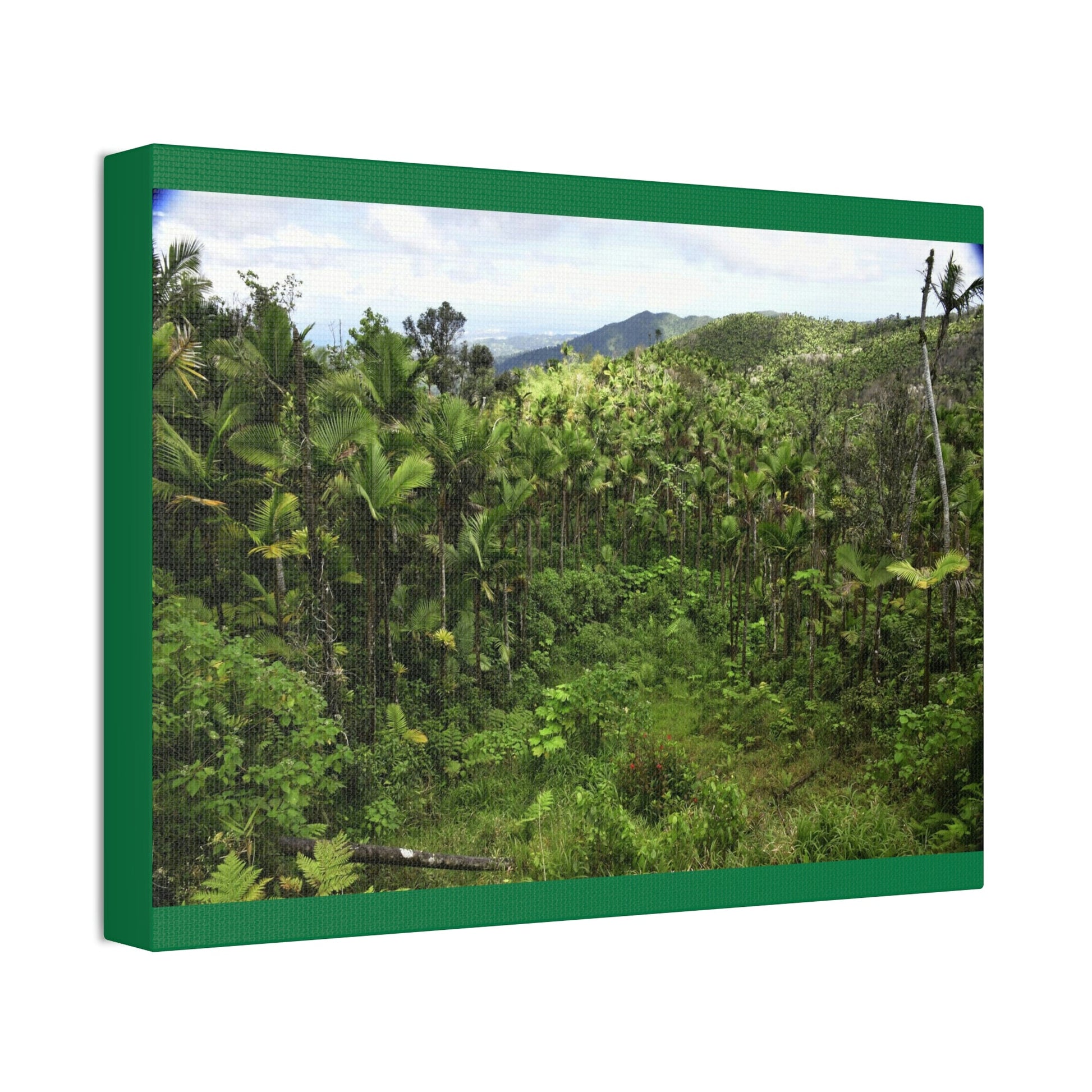 Canvas Stretched - Forest@Home - El Yunque National Forest - Recovering from Hurricane Maria - Old landslide next to side road - Green Forest Home