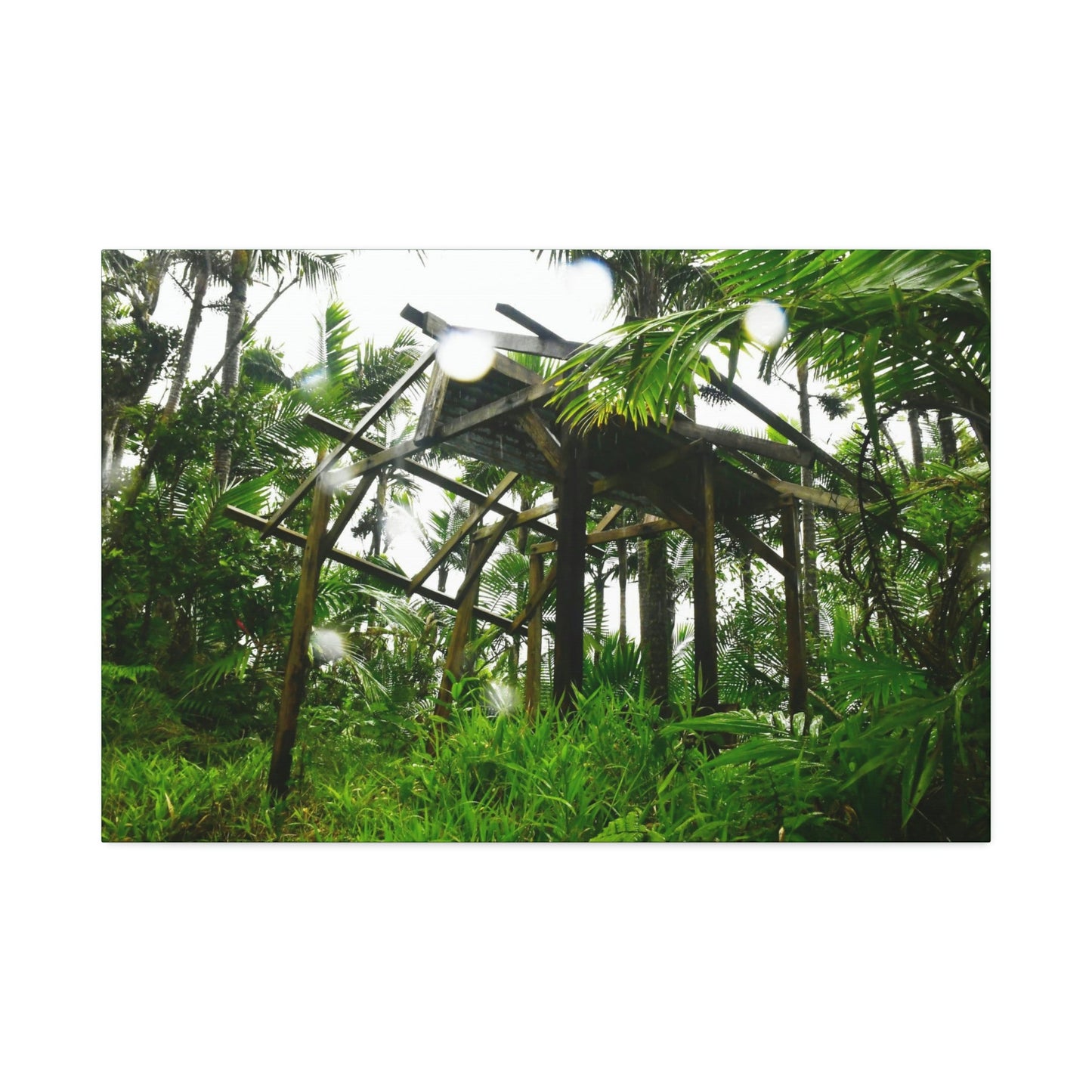 Canvas Stretched - Forest@Home - El Yunque - Recovering from Hurricane Maria - 3rd Shelter destroyed by Maria - Tradewinds - Green Forest Home