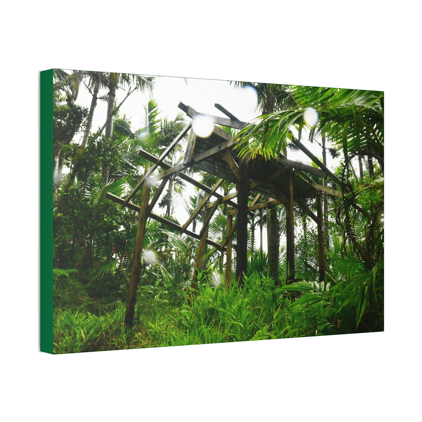 Canvas Stretched - Forest@Home - El Yunque - Recovering from Hurricane Maria - 3rd Shelter destroyed by Maria - Tradewinds - Green Forest Home