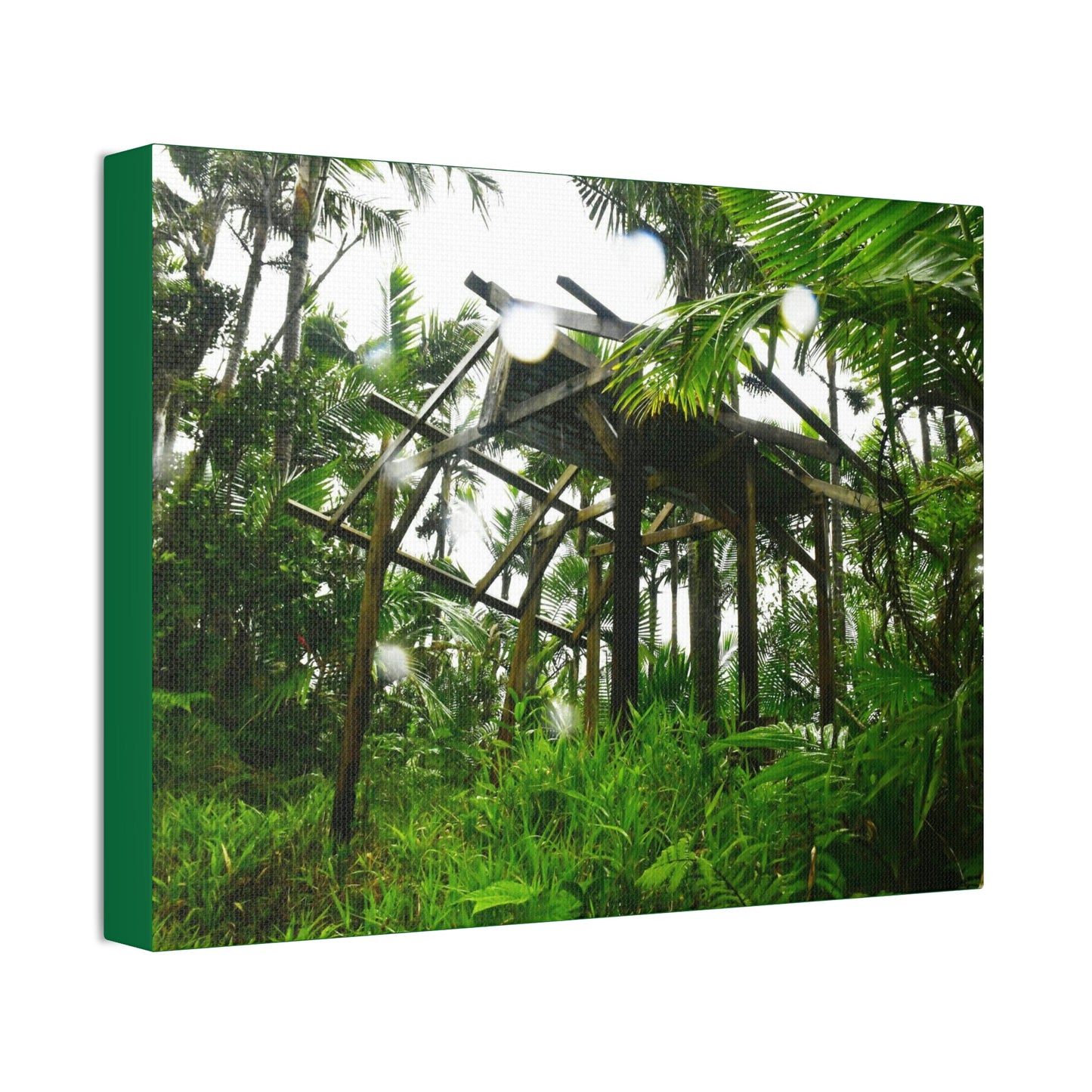 Canvas Stretched - Forest@Home - El Yunque - Recovering from Hurricane Maria - 3rd Shelter destroyed by Maria - Tradewinds - Green Forest Home