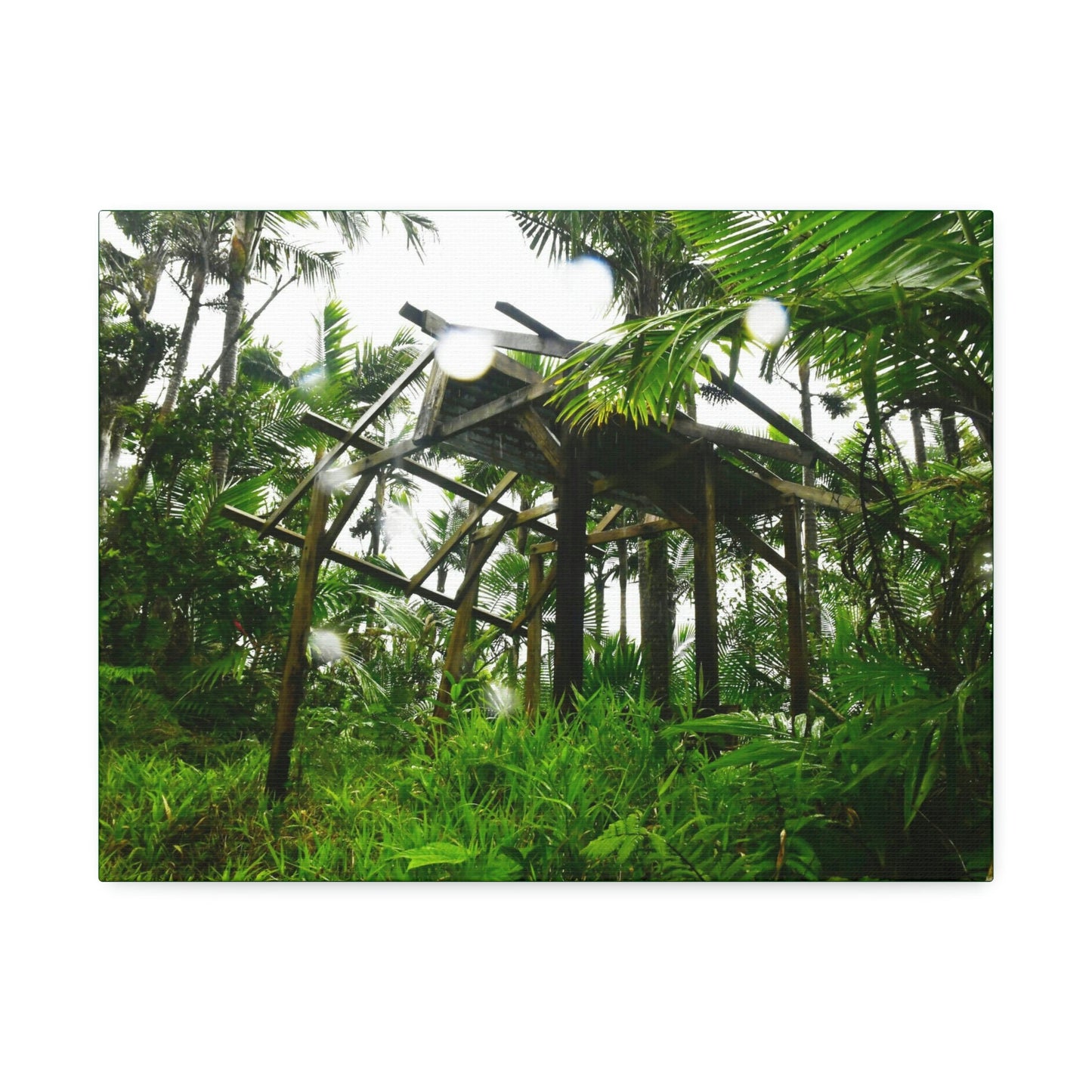 Canvas Stretched - Forest@Home - El Yunque - Recovering from Hurricane Maria - 3rd Shelter destroyed by Maria - Tradewinds - Green Forest Home