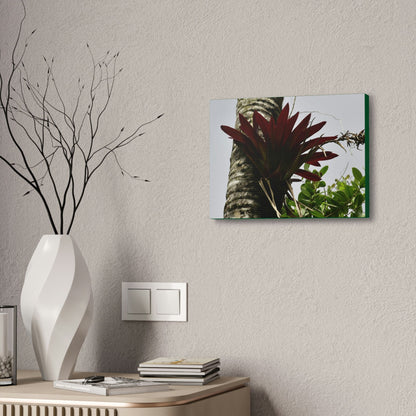 Canvas Stretched - Forest@Home - El Yunque - Recovering from Hurricane Maria - A rare red Bromeliad in a Sierra Palm - Green Forest Home