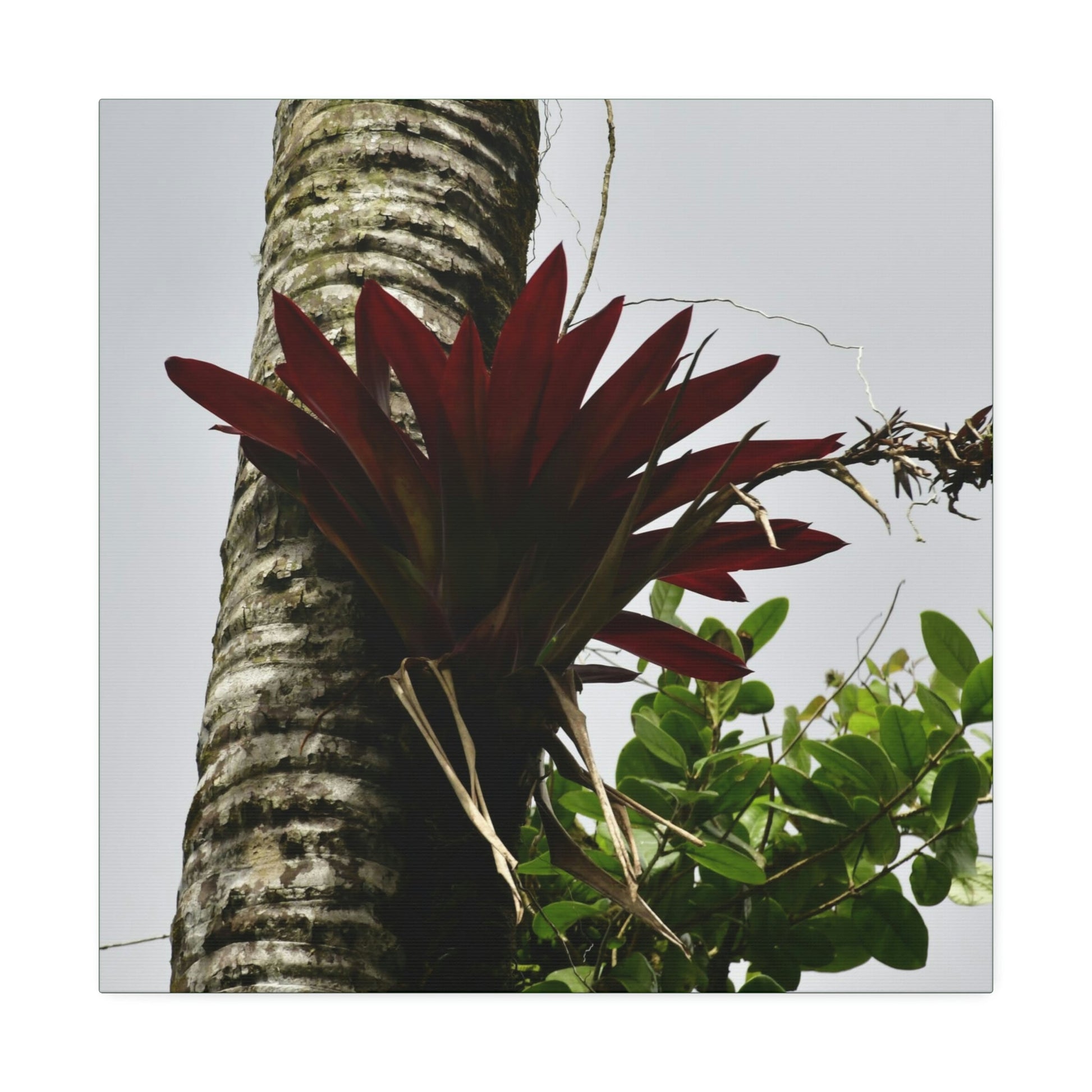 Canvas Stretched - Forest@Home - El Yunque - Recovering from Hurricane Maria - A rare red Bromeliad in a Sierra Palm - Green Forest Home