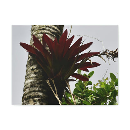 Canvas Stretched - Forest@Home - El Yunque - Recovering from Hurricane Maria - A rare red Bromeliad in a Sierra Palm - Green Forest Home