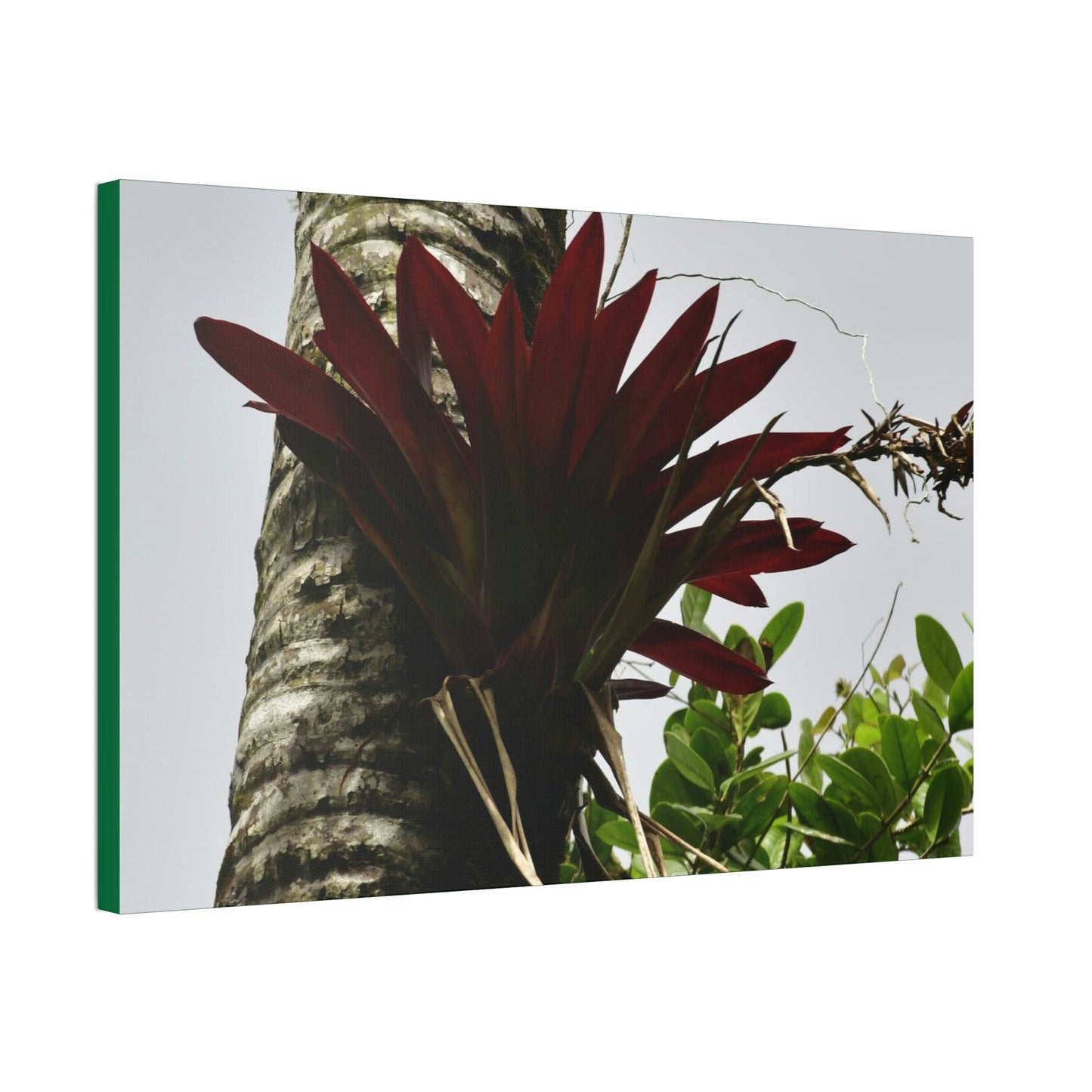 Canvas Stretched - Forest@Home - El Yunque - Recovering from Hurricane Maria - A rare red Bromeliad in a Sierra Palm - Green Forest Home