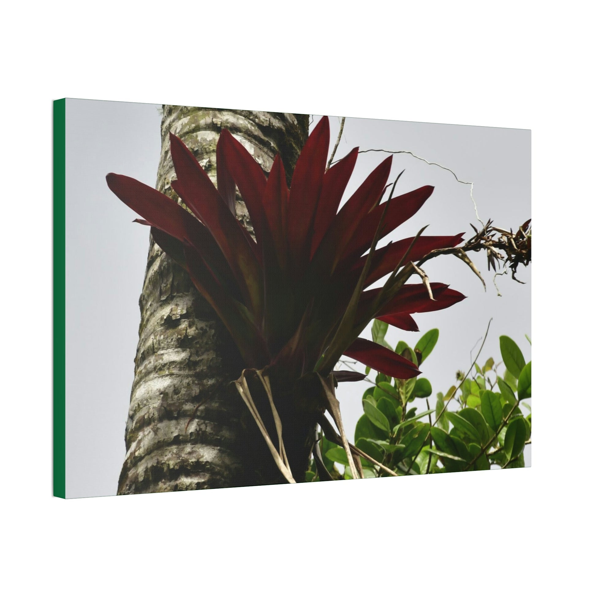 Canvas Stretched - Forest@Home - El Yunque - Recovering from Hurricane Maria - A rare red Bromeliad in a Sierra Palm - Green Forest Home