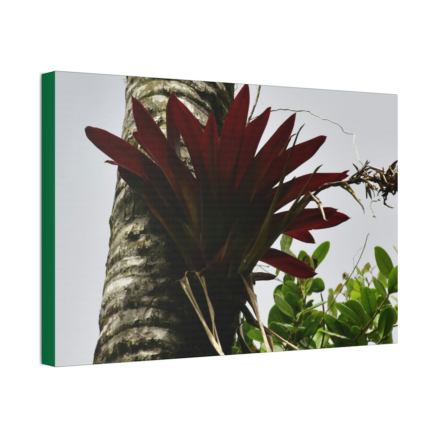 Canvas Stretched - Forest@Home - El Yunque - Recovering from Hurricane Maria - A rare red Bromeliad in a Sierra Palm - Green Forest Home