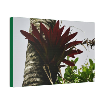 Canvas Stretched - Forest@Home - El Yunque - Recovering from Hurricane Maria - A rare red Bromeliad in a Sierra Palm - Green Forest Home