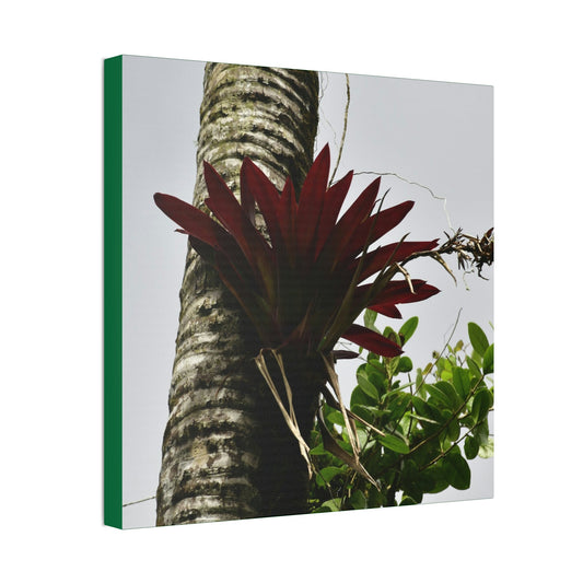 Canvas Stretched - Forest@Home - El Yunque - Recovering from Hurricane Maria - A rare red Bromeliad in a Sierra Palm - Green Forest Home