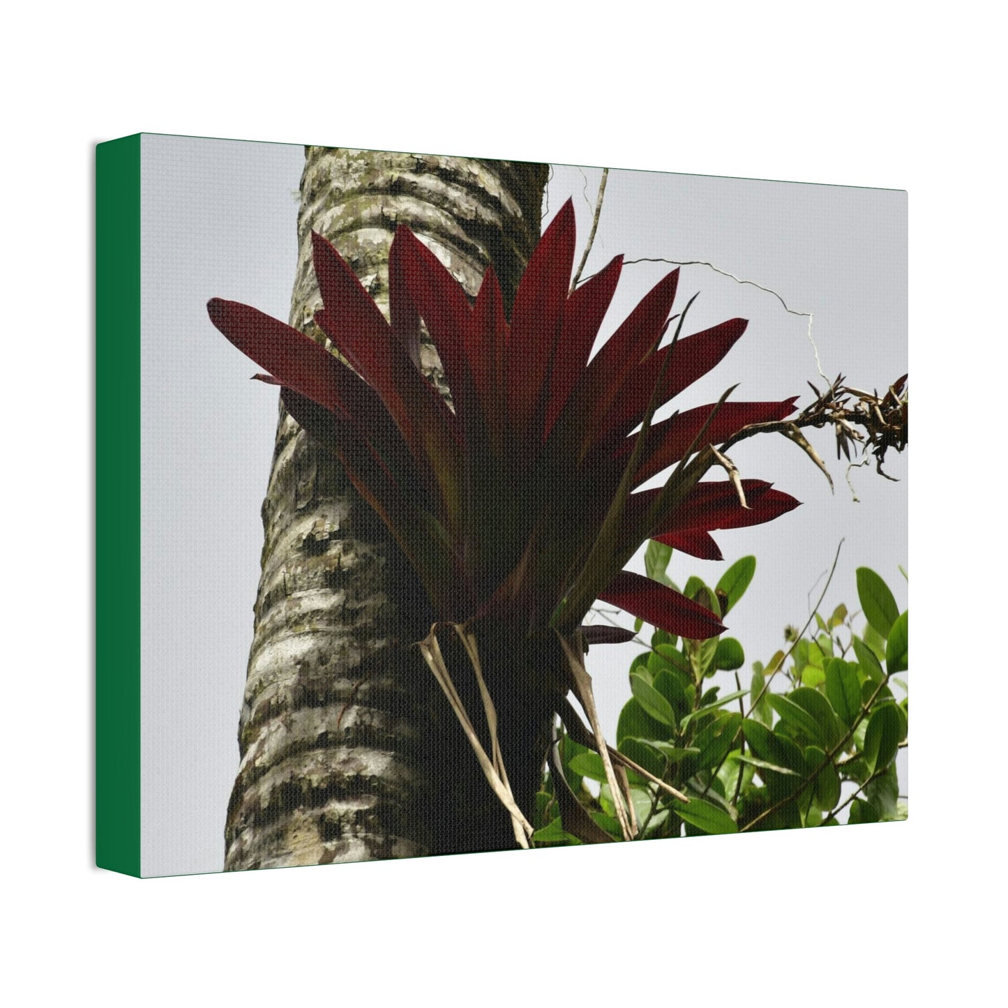 Canvas Stretched - Forest@Home - El Yunque - Recovering from Hurricane Maria - A rare red Bromeliad in a Sierra Palm - Green Forest Home