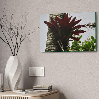 Canvas Stretched - Forest@Home - El Yunque - Recovering from Hurricane Maria - A rare red Bromeliad in a Sierra Palm - Green Forest Home