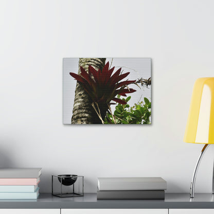 Canvas Stretched - Forest@Home - El Yunque - Recovering from Hurricane Maria - A rare red Bromeliad in a Sierra Palm - Green Forest Home